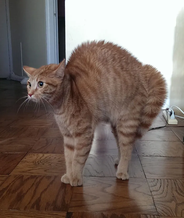 My 8-Month-Old Kitten's Reaction To Seeing A Dog For The First Time