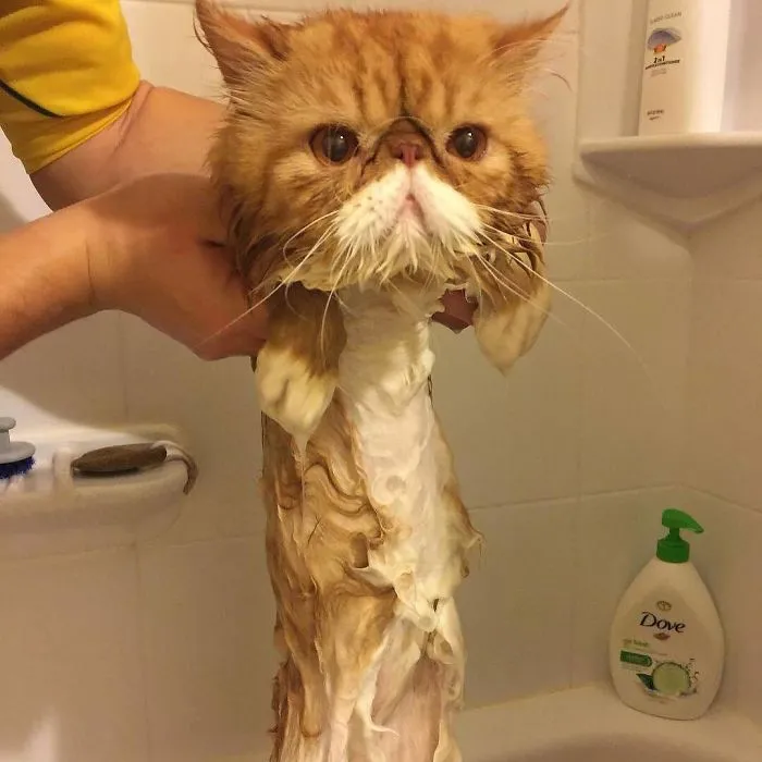 Melting Cat!
