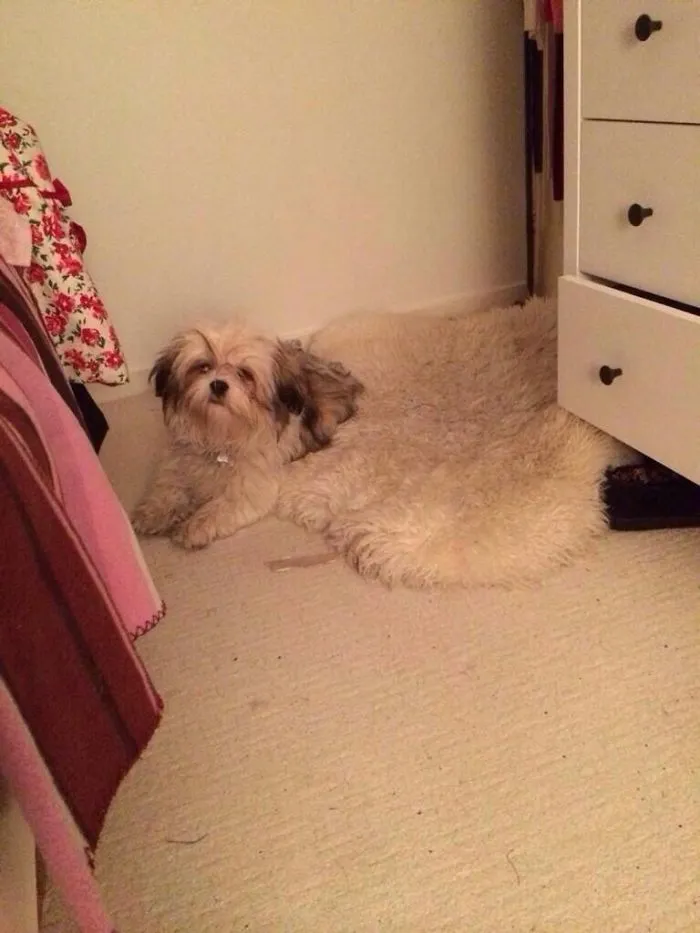 Send Help, My Dog Is Melting
