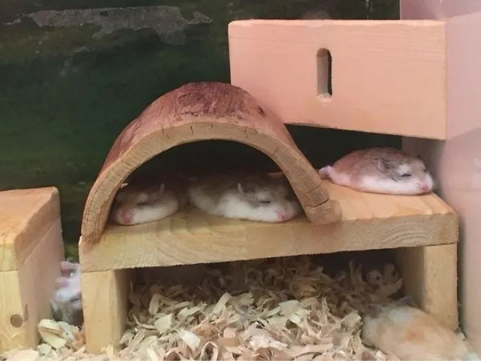 Hamsters derretidos que parecen tortitas
