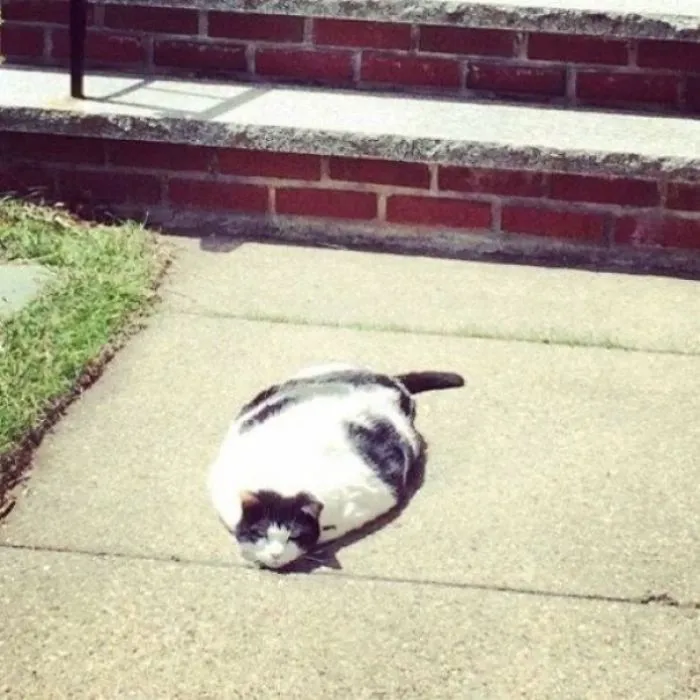 Charco de gato
