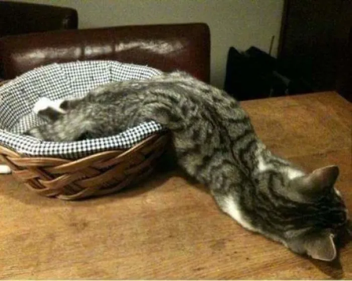 Hasta el gato se ha derretido del calor que hace