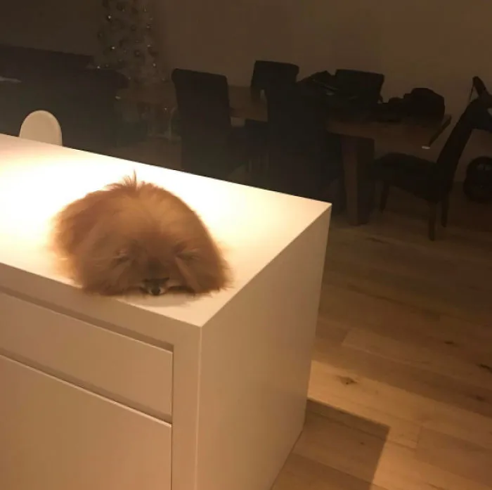 Dog Melting