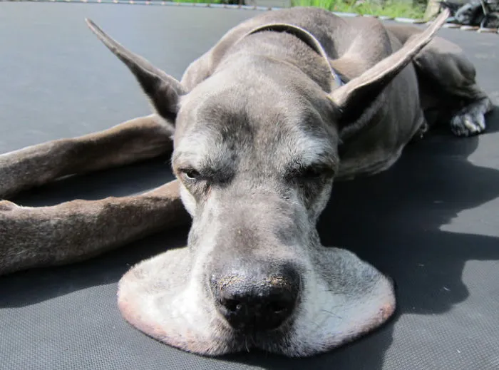 Perro derritiéndose