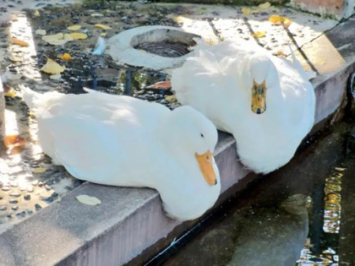 Los patos comienzan a derretirse a ciertas temperaturas