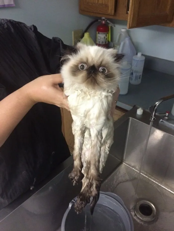 75% Melted Cat