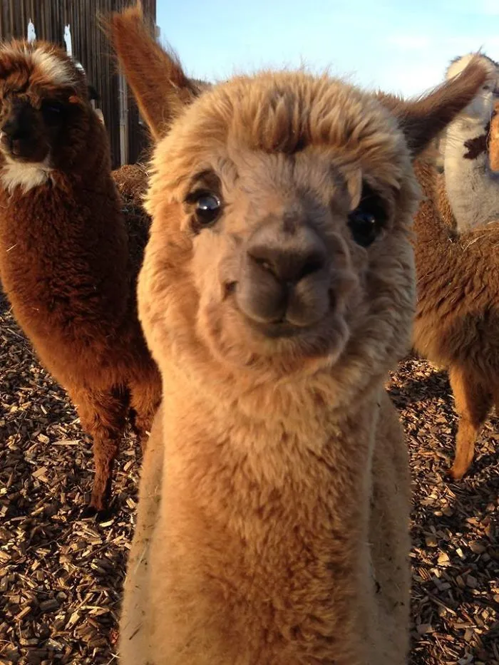 Alpaca sonriendo
