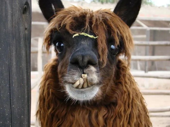 Cute Alpaca