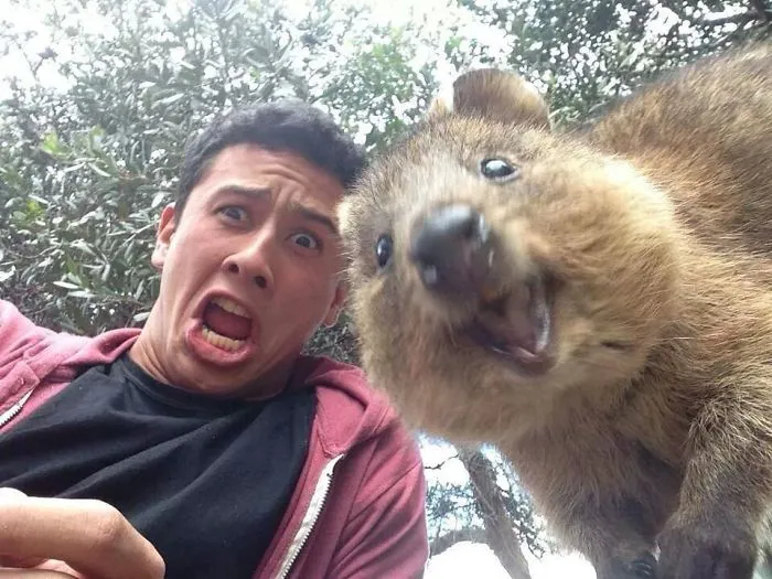 Selfie con quokka