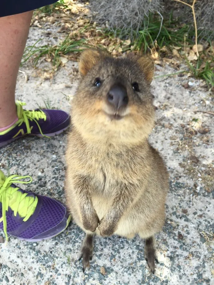 A happy quokka standing on a path, next to a person wearing running shoes.