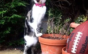 50 Times Animals Did Things For The First Time, And Had The Funniest Reactions
