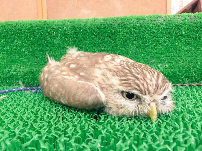 Melted Owl