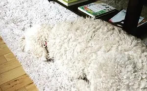 154 Animals That Just Melted (Our Hearts)