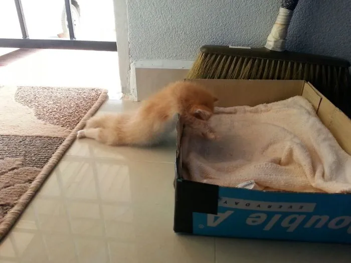 Kitty Is Melting