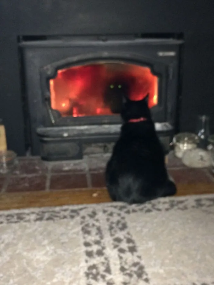 Creo que mi gato intenta invocar un demonio