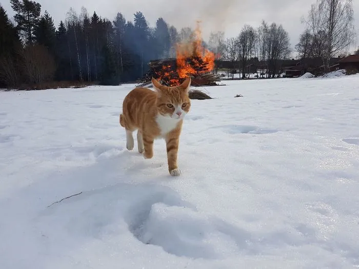 Gato pirómano huyendo de la escena del crimen