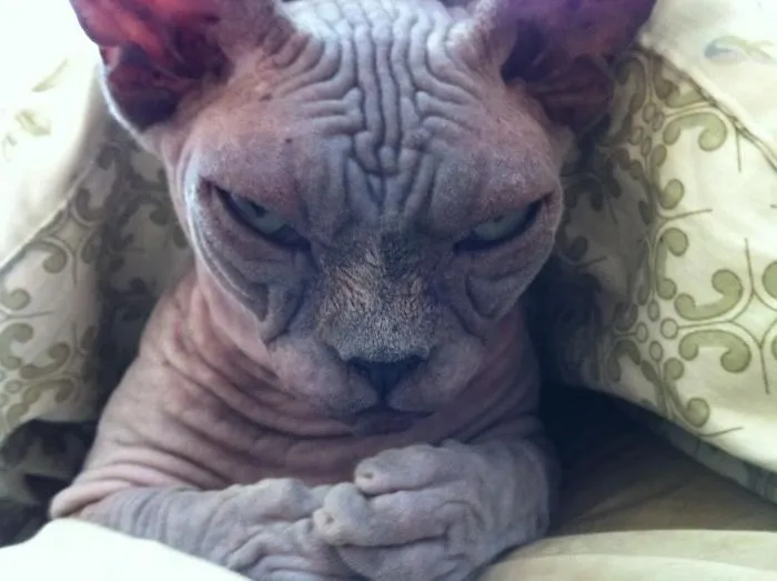 Gato siniestro planeando conquistar el mundo
