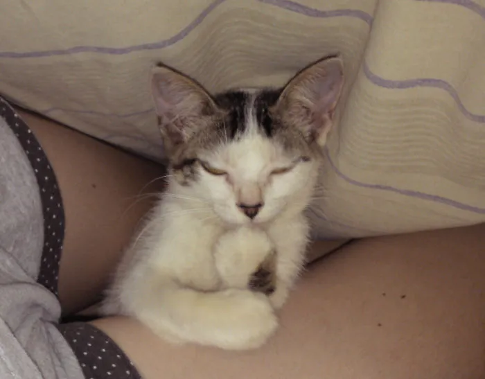 Los malvados planes de mi gato bajo la sábana