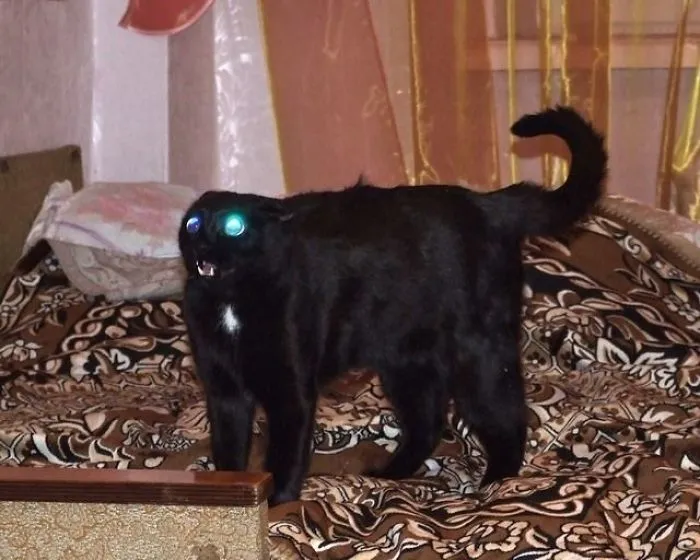 Un gato... ¿adorable?