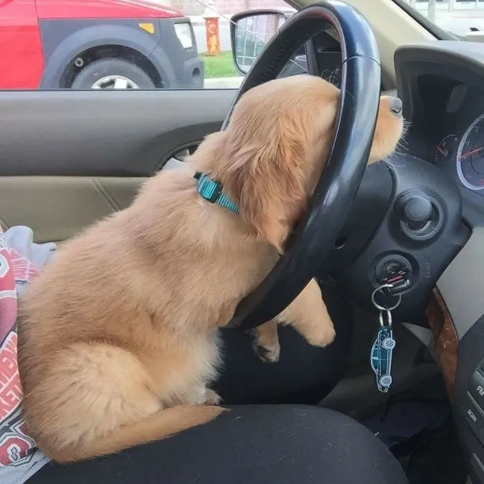 Cuando estás en un atasco pero solo eres un cachorro
