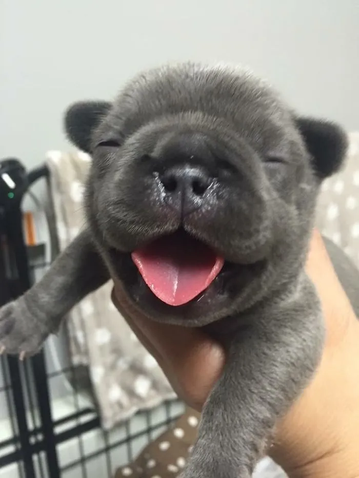 Cara de contento