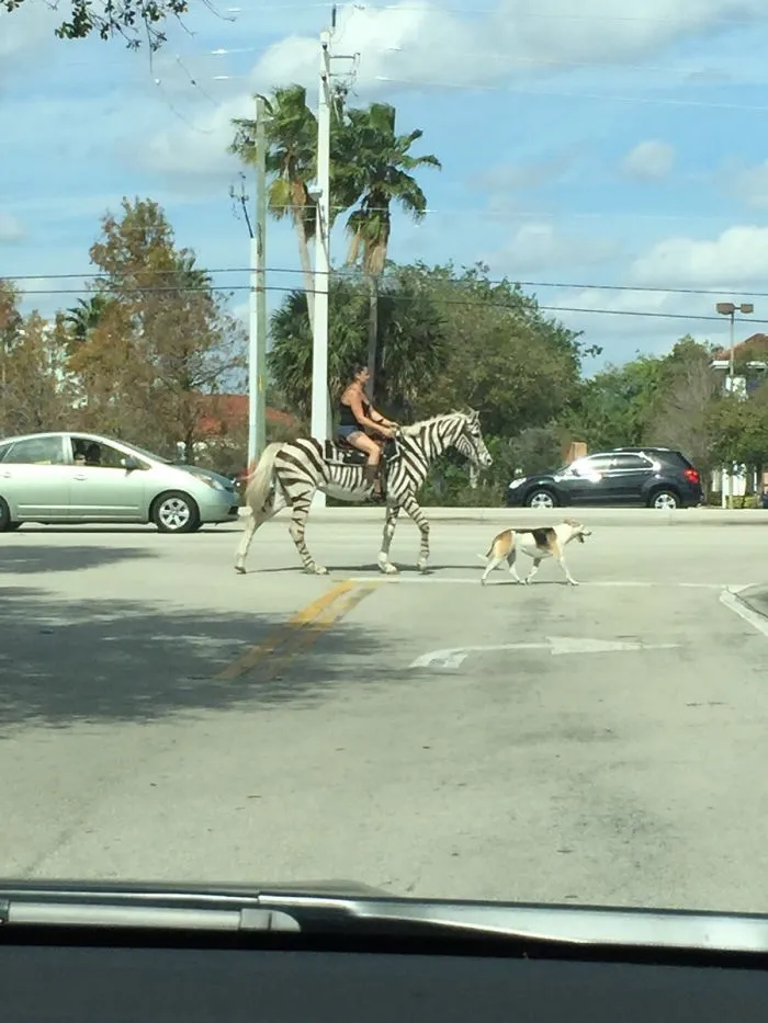 Mi hermana vive en Florida y me manda fotos raras de allí