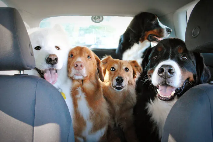 My Clown Car Of Dogs