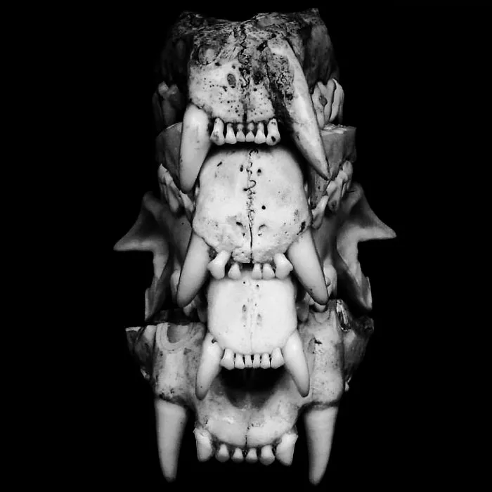Vertebras