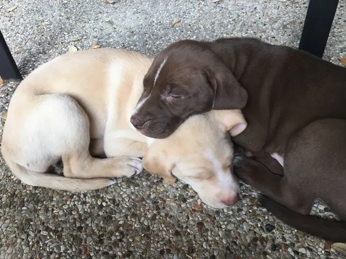 Vicious Pit Bull Attack