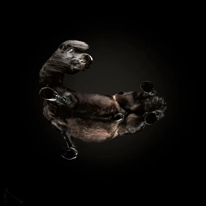 Under-Horse: I Photograph Horses From Underneath