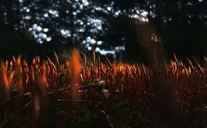 I Captured The Beauty Of Nature To Fight My Depressions