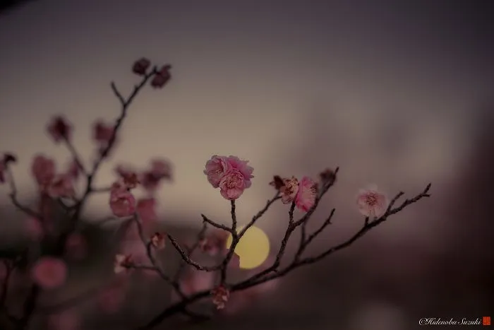 I Captured Plum Trees Blooming In Japan