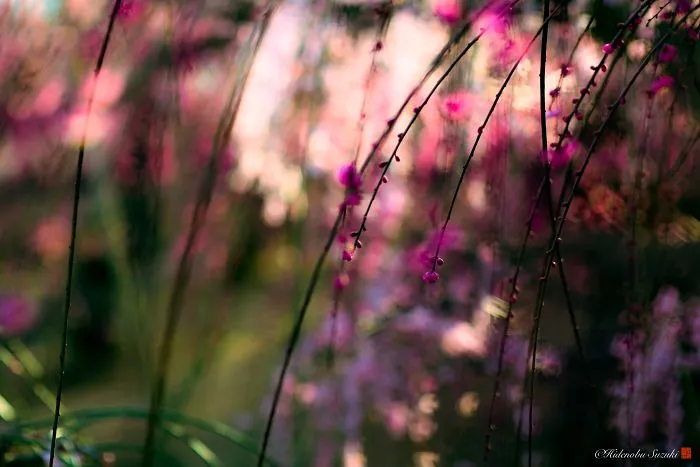 I Captured Plum Trees Blooming In Japan