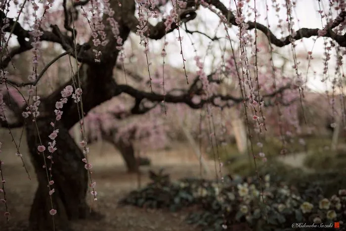 I Captured Plum Trees Blooming In Japan