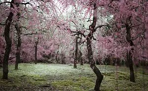 I Captured Plum Trees Blooming In Japan