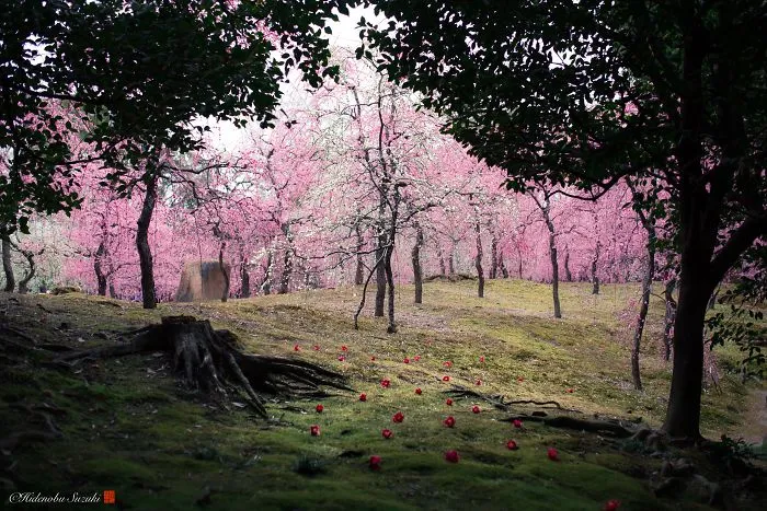 I Captured Plum Trees Blooming In Japan