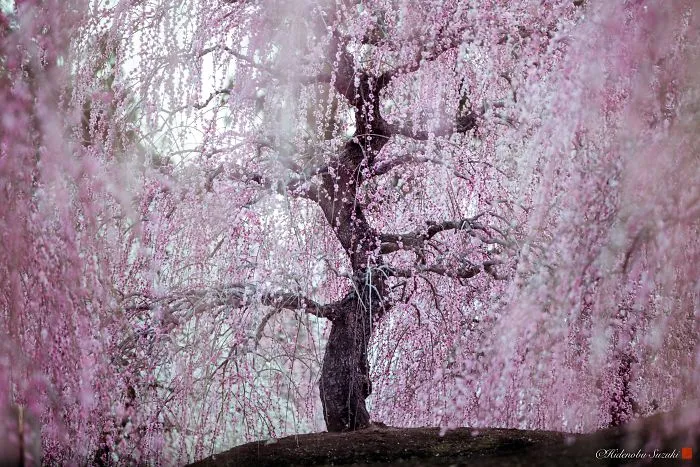 I Captured Plum Trees Blooming In Japan (Part 2)