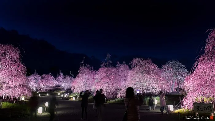 I Captured Plum Trees Blooming In Japan (Part 2)