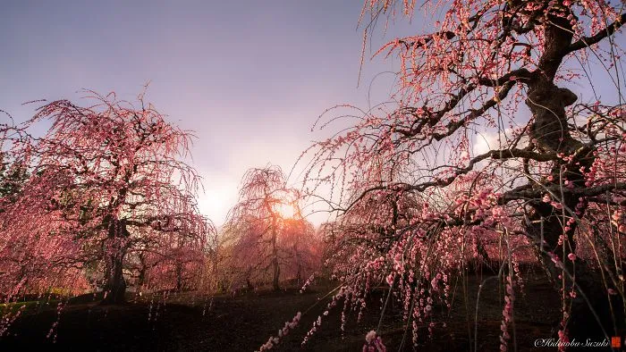 I Captured Plum Trees Blooming In Japan (Part 2)