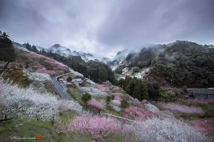 I Captured Plum Trees Blooming In Japan (Part 2)