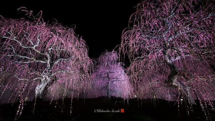 I Captured Plum Trees Blooming In Japan (Part 2)