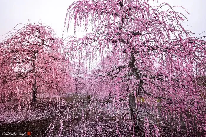 I Captured Plum Trees Blooming In Japan (Part 2)