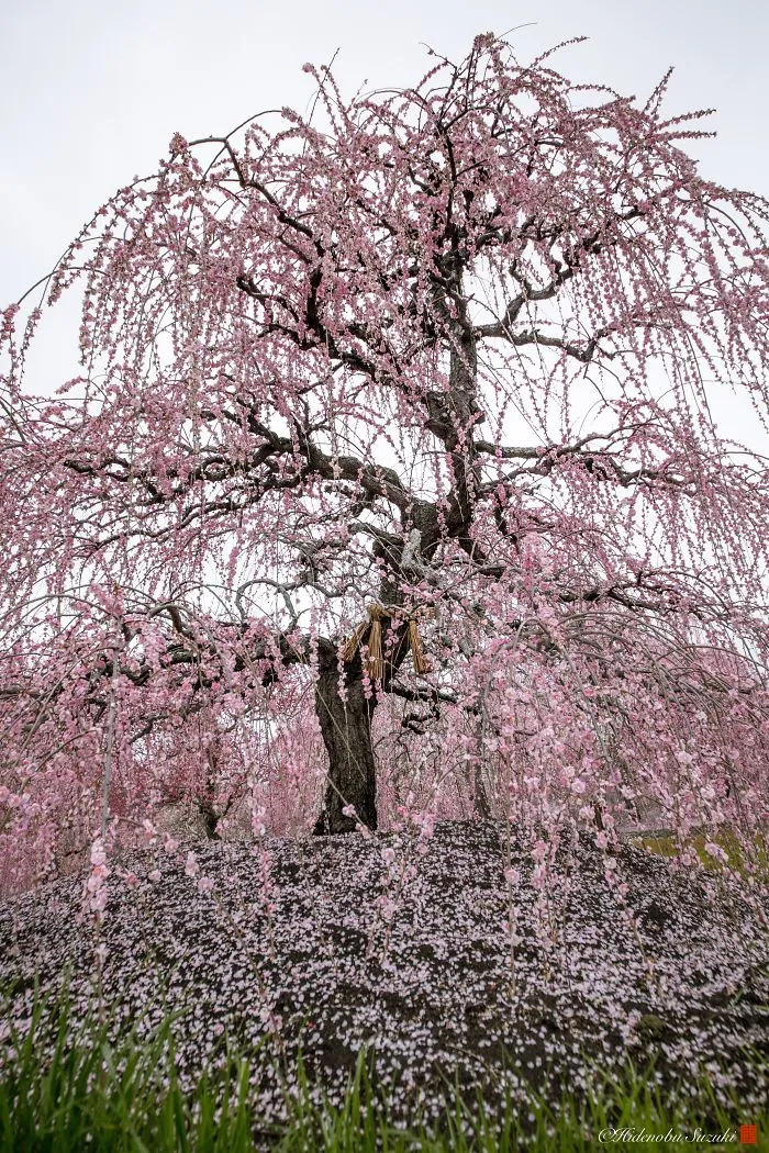 I Captured Plum Trees Blooming In Japan (Part 2)