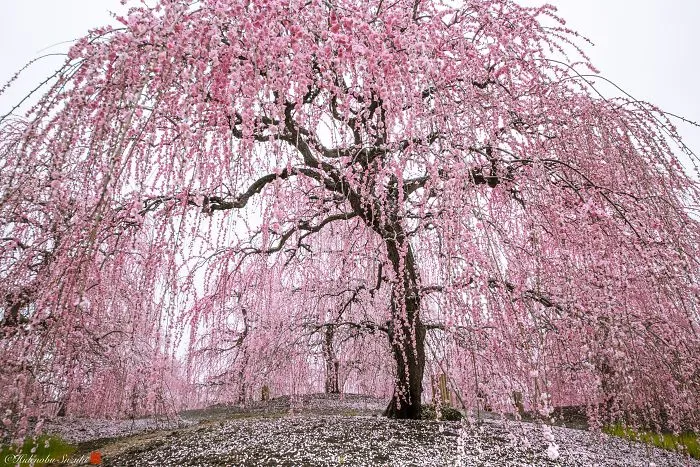 I Captured Plum Trees Blooming In Japan (Part 2)