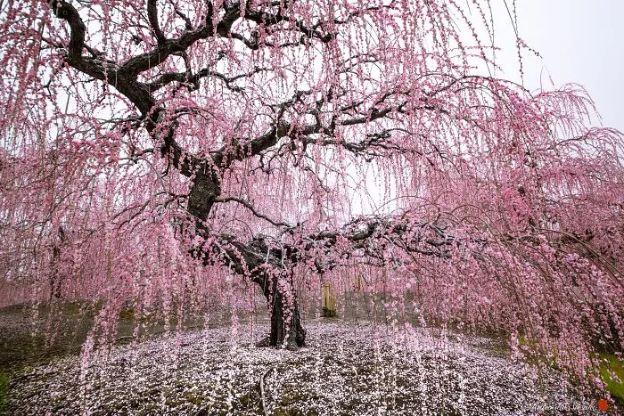 I Captured Plum Trees Blooming In Japan (Part 2)