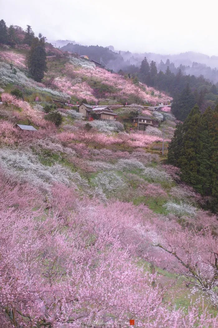 I Captured Plum Trees Blooming In Japan (Part 2)