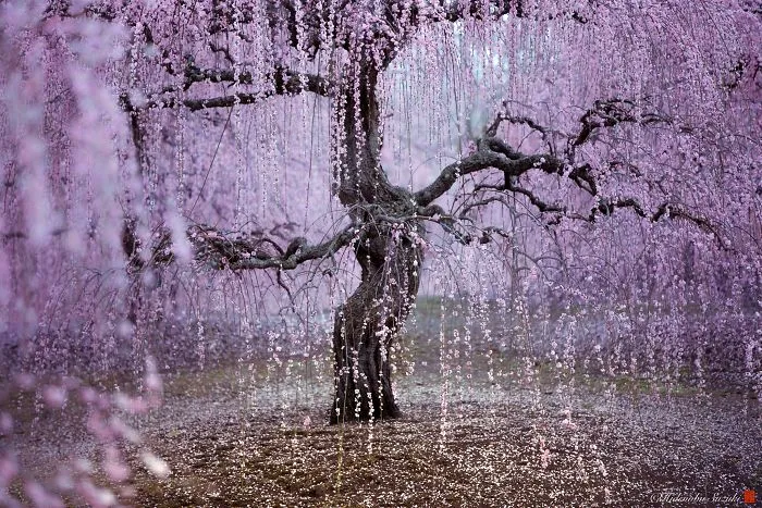 I Captured Plum Trees Blooming In Japan (Part 2)