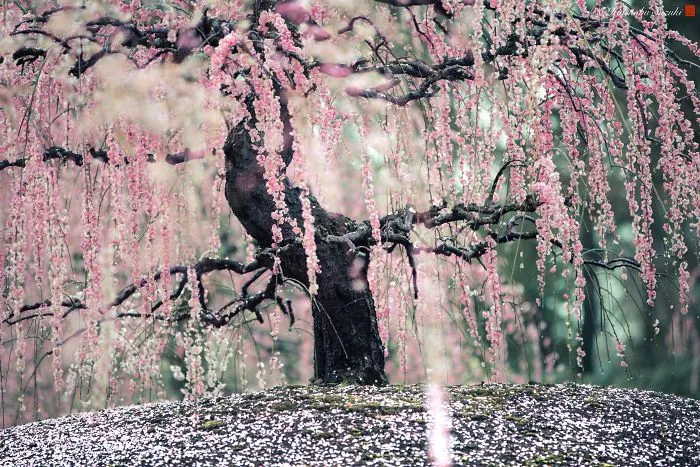 I Captured Plum Trees Blooming In Japan (Part 2)