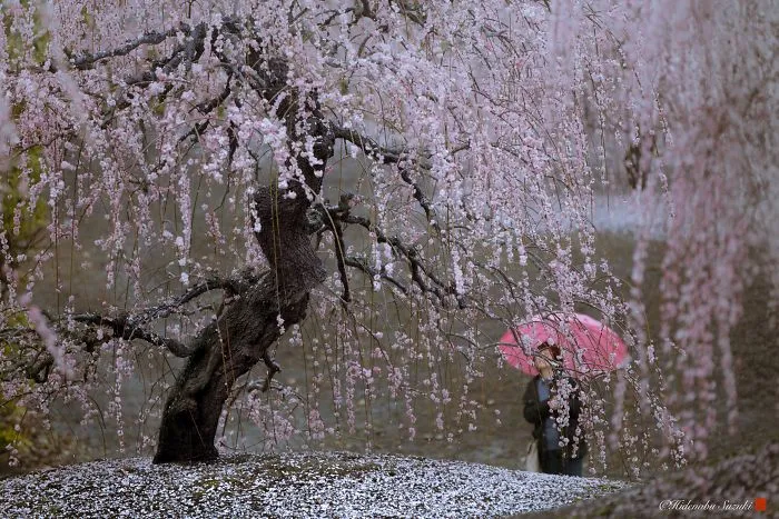 I Captured Plum Trees Blooming In Japan (Part 2)