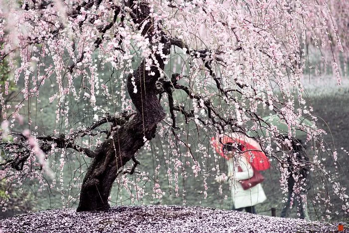 I Captured Plum Trees Blooming In Japan (Part 2)